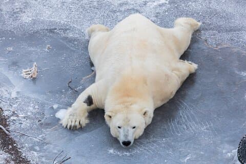 Full-Day Tour to Ranua Zoo with Pick Up from Rovaniemi