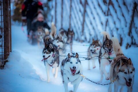 Arctic Animals Combo Safari, Reindeer and Husky Adventure