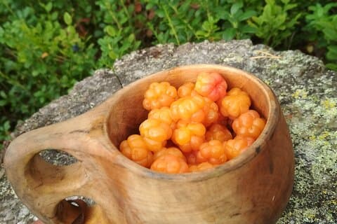 Lapland Berry Day Experience