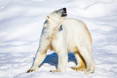 Polar bear in Ranua Wildlife Park