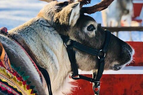 Arctic Reindeer & Farm Visit