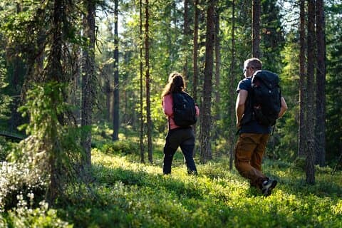 Guided Hike in Lapland: an Immersion in the Wilderness