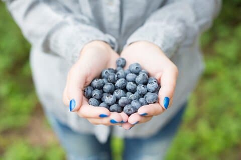Berry Picking Adventure with BBQ in Lapland