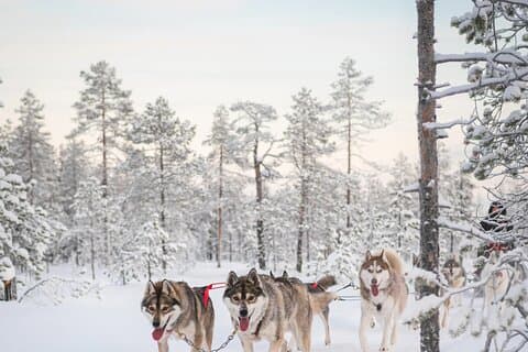 Great Husky Teams!