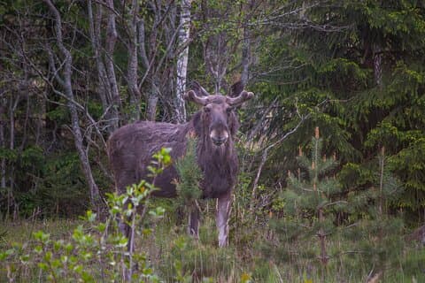 From Helsinki: Moose & Wildlife Safari with Campfire Dinner