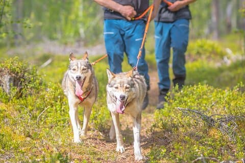 Husky hiking