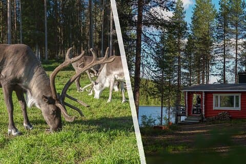 Private Wilderness Sauna & Reindeer Farm Visit from Rovaniemi