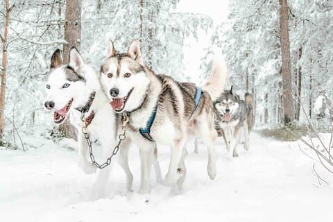 Siberian huskies on the track