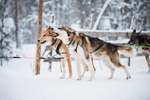 Husky Farm Visit in Rovaniemi