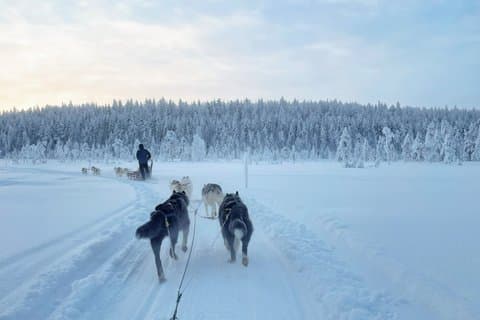 Husky Wild Running
