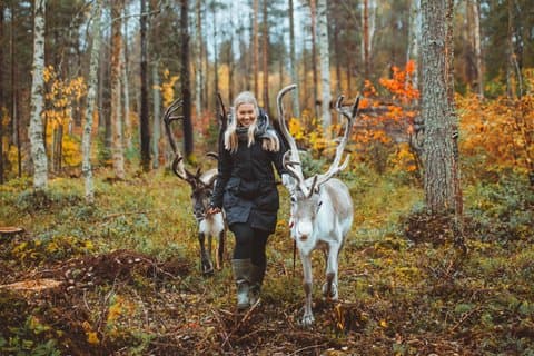Walk with Reindeer in Rovaniemi