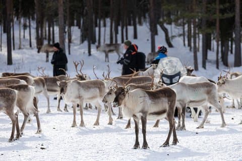 Meet the reindeer herd, local culture and forest walk along