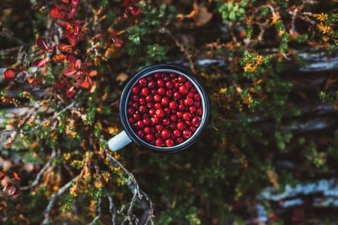 Lapland Nature Experience: Berry Picking, Fishing & Photography