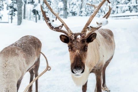 Rovaniemi Reindeer Farm Visit and Sleigh Ride