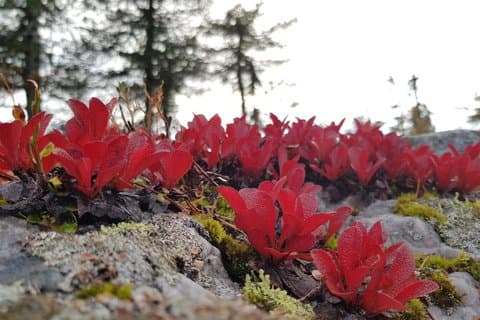 Riisitunturi National Park Autumn Hiking from Ruka-Kuusamo