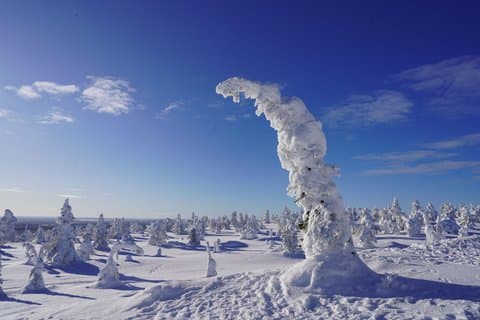 Riisitunturi National Park Day Tour from Rovaniemi