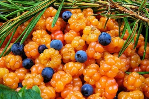 Rovaniemi: Mushrooms & Wild Berries Picking Tour