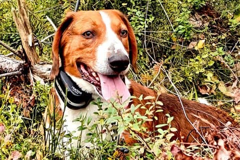 Lapland Forest Dog Tracking Tour with BBQ