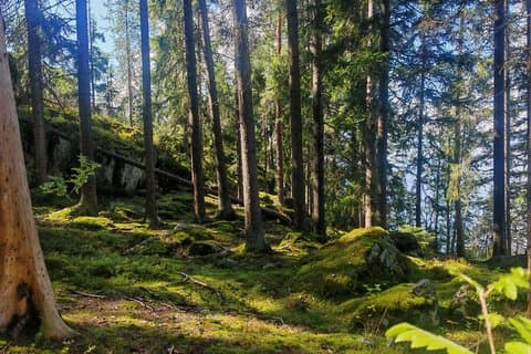 Forest Mind Nature Experience