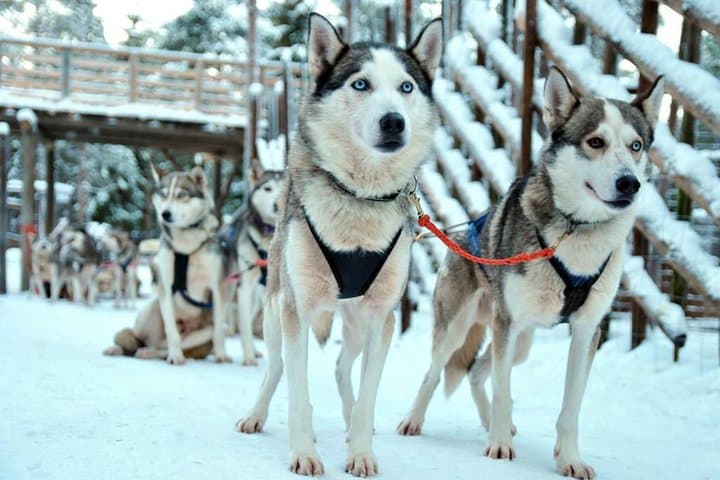 Santa Claus Village Guided Tour & Arctic Animals Adventure