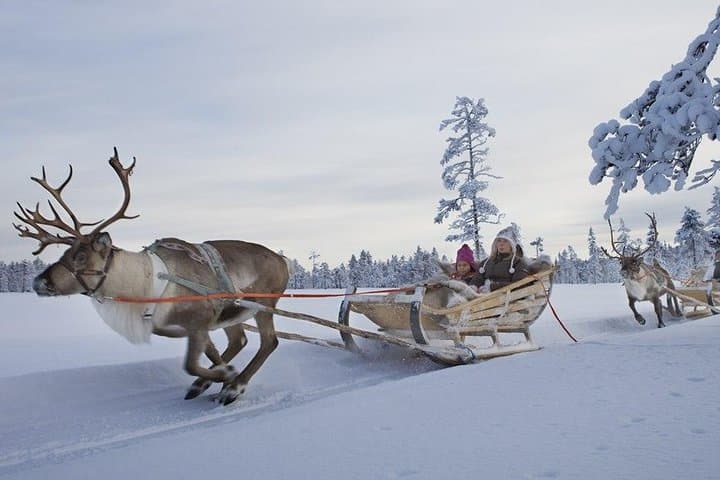 Lapland Reindeer Safari From Saariselkä