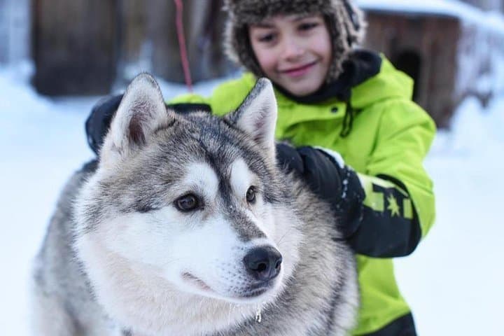 Husky Safari from Levi 2 KM or 5 KM with Husky Sledge Ride