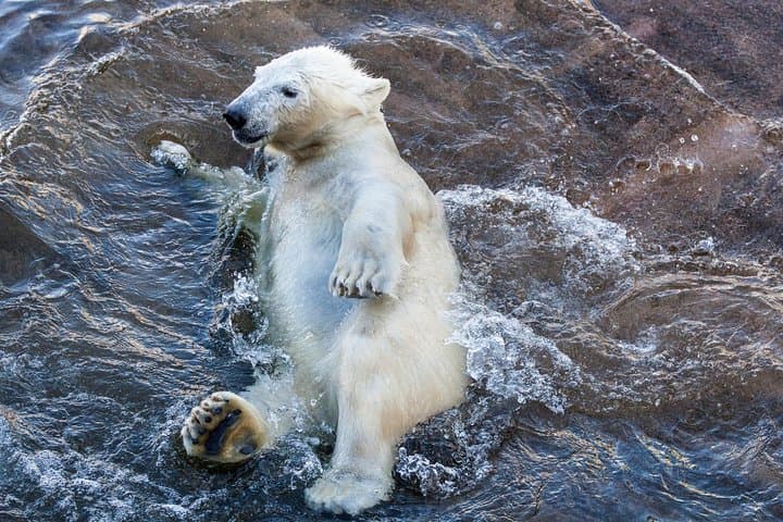 Korouoma Canyon & Ranua Zoo Tour
