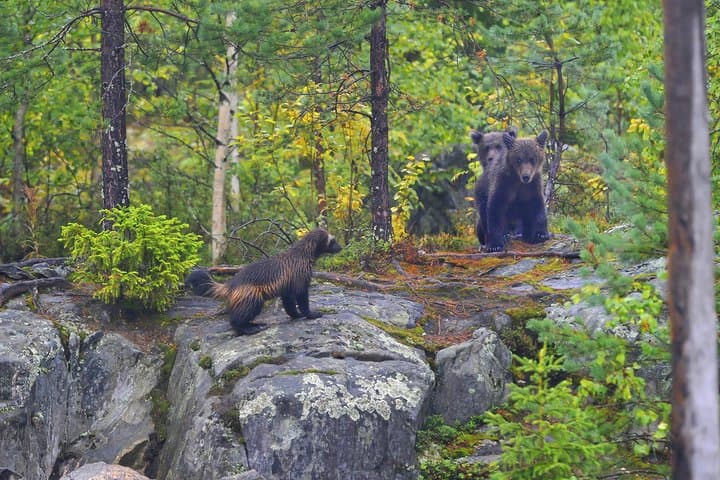 Bear and Cubs Photography