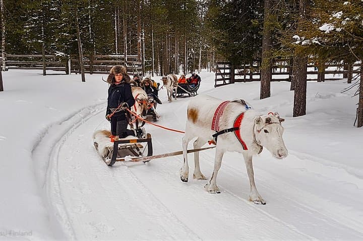 Guided reindeer farm visit and one hour sledge safari