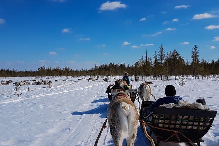 Guided reindeer farm visit and one hour sledge safari