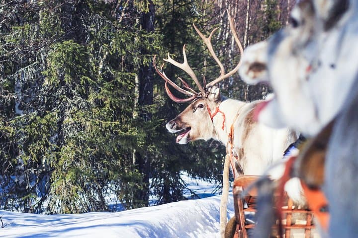 Snowmobile Safari to Reindeer Farm - Saariselkä