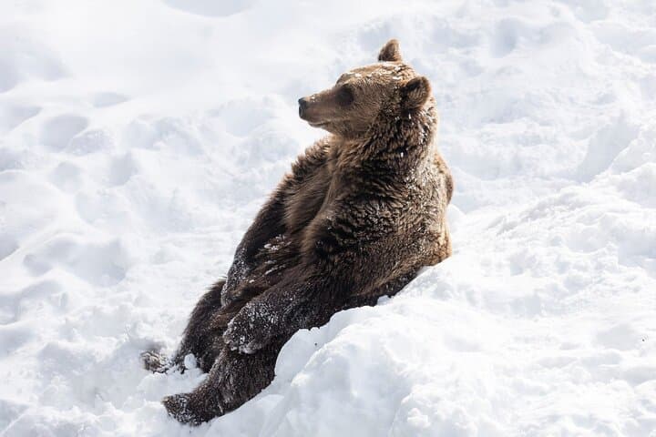 Full-Day Tour to Ranua Zoo with Pick Up from Rovaniemi