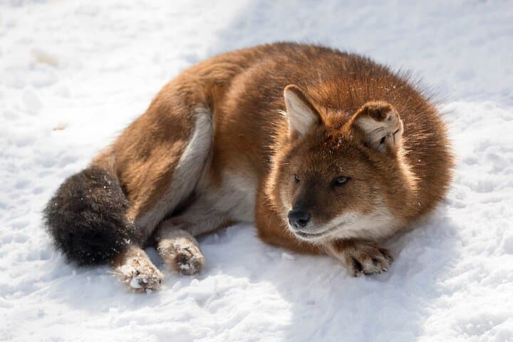 Full-Day Tour to Ranua Zoo with Pick Up from Rovaniemi