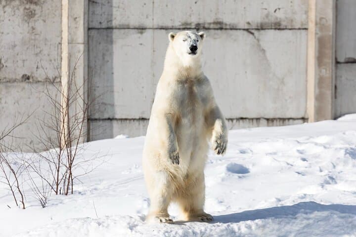 Full-Day Tour to Ranua Zoo with Pick Up from Rovaniemi