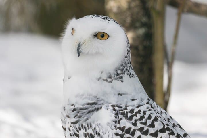 Full-Day Tour to Ranua Zoo with Pick Up from Rovaniemi