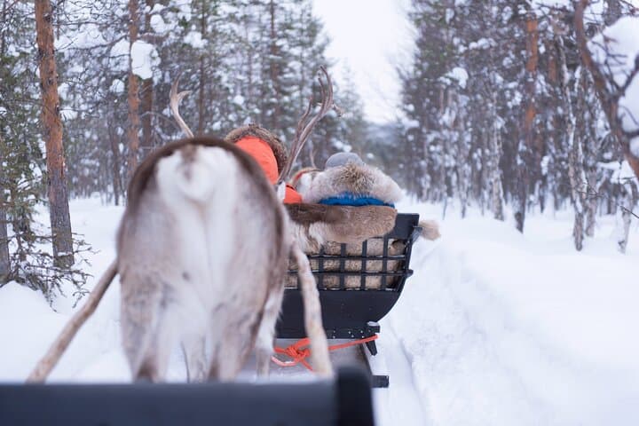 Santa's Village Adventure: Husky, Reindeer, Buffet, Certificate