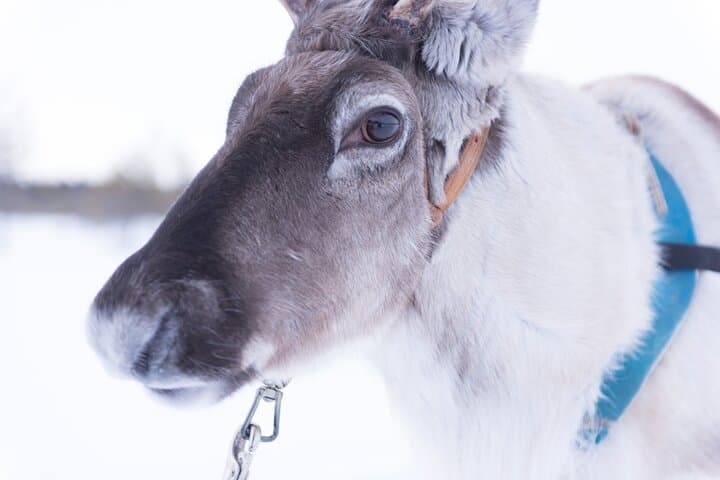 Santa's Village Adventure: Husky, Reindeer, Buffet, Certificate