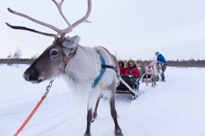 Santa's Village Adventure: Husky, Reindeer, Buffet, Certificate