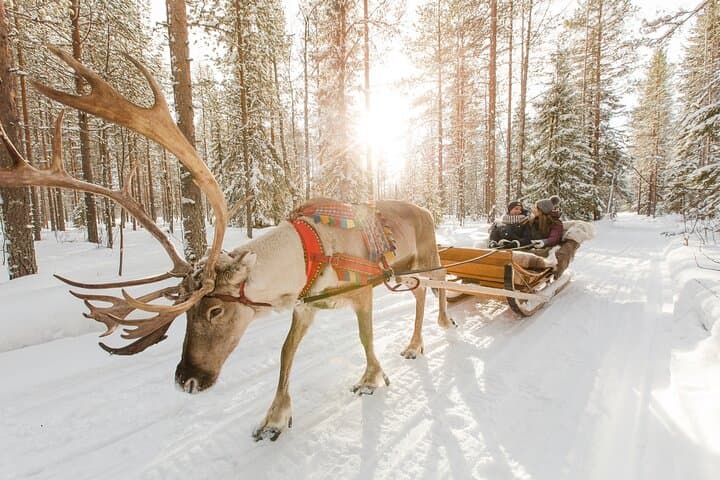 Reindeer Sleigh Ride and Farm Experience from Rovaniemi