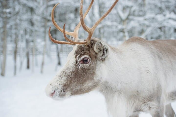 Reindeer Sleigh Ride and Farm Experience from Rovaniemi