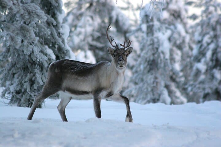 REINDEER FARM VISIT a real authentic experience