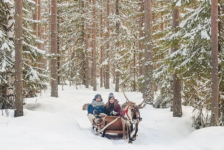 Forest Trail Reindeer Safari