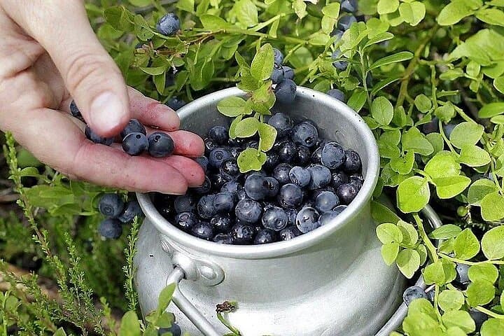 Lapland Berry Day Experience