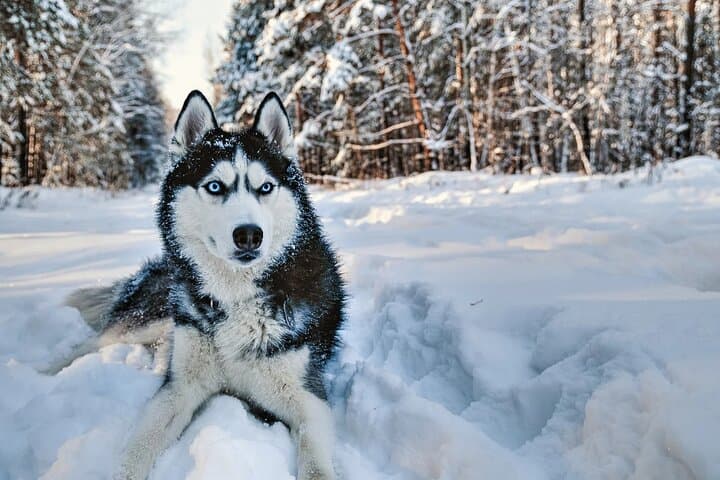 Snowy Trails 10km Husky Safari from Rovaniemi