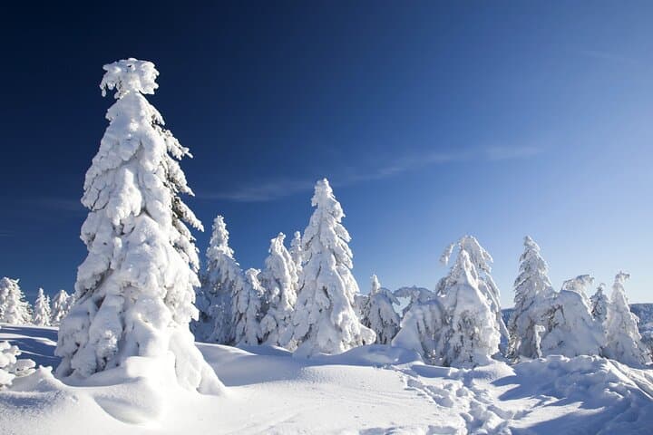 Snowmobile Safari 2h