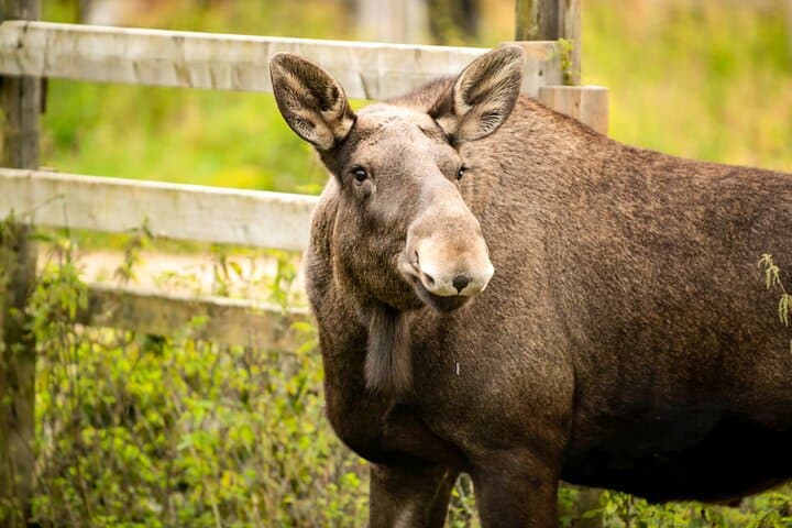 Ranua Wildlife Park in Finnish Lapland