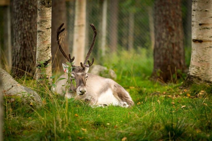 Ranua Wildlife Park in Finnish Lapland