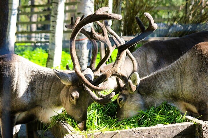 Reindeer in Ranua Wildlife Park