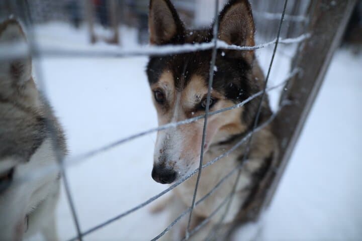 Santa Claus Village, Husky and Reindeers Combo Safari