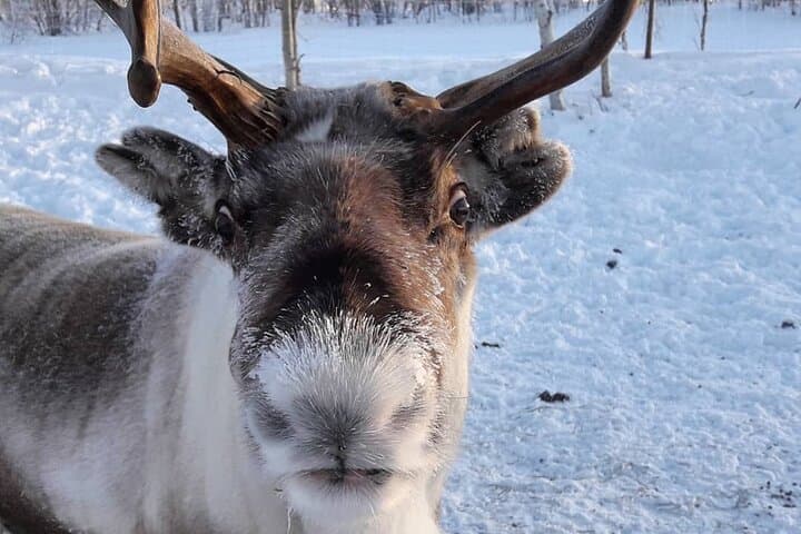 You will meet our friendly reindeers
